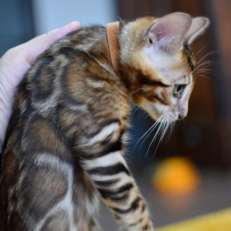 Anthey Bengal male, black spotted tabby