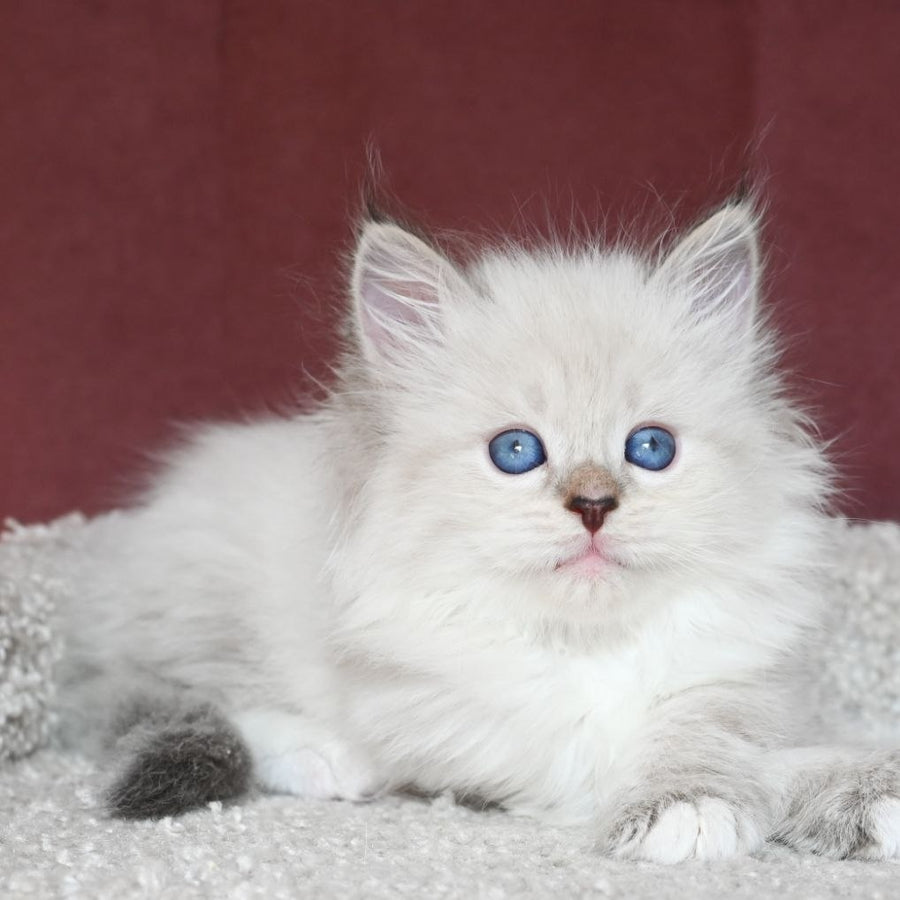 Lion Siberian male, black tabby pointed with white