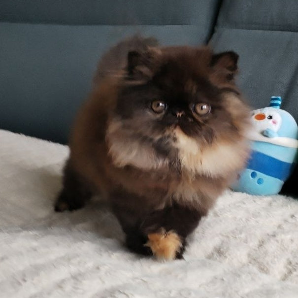 Cintia Persian female, black tortie