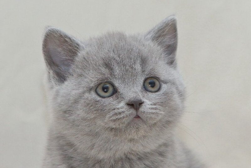 Olaf British Shorthair male, blue