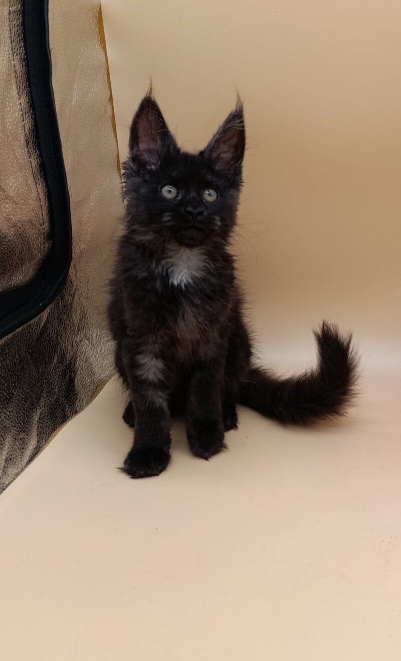 Isabelle Maine Coon female black silver - live animals