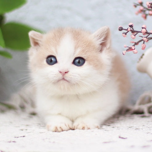 Filya British Shorthair male, blue golden shaded