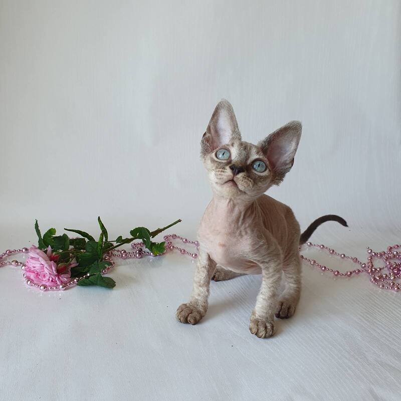 Samantha Devon Rex female black tabby pointed - live animals