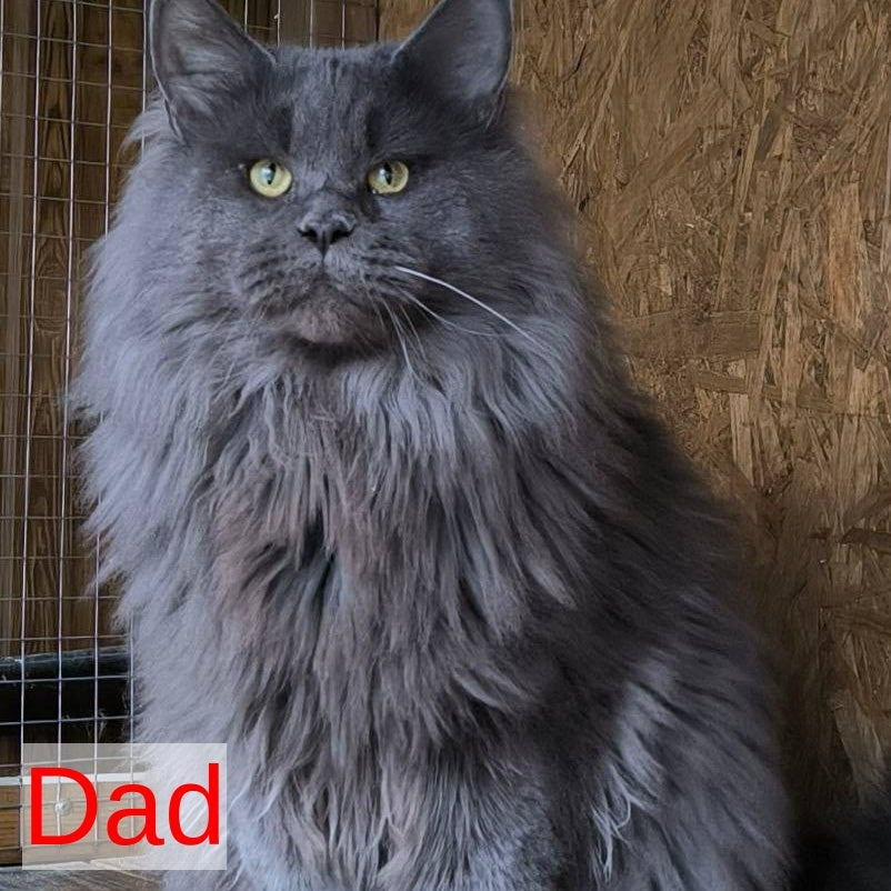 Nandi Maine Coon male, black with white