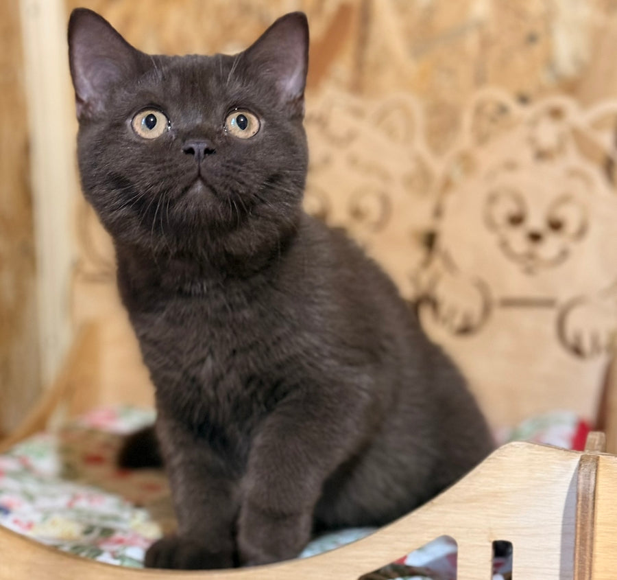 Boniface British Shorthair male, chocolate