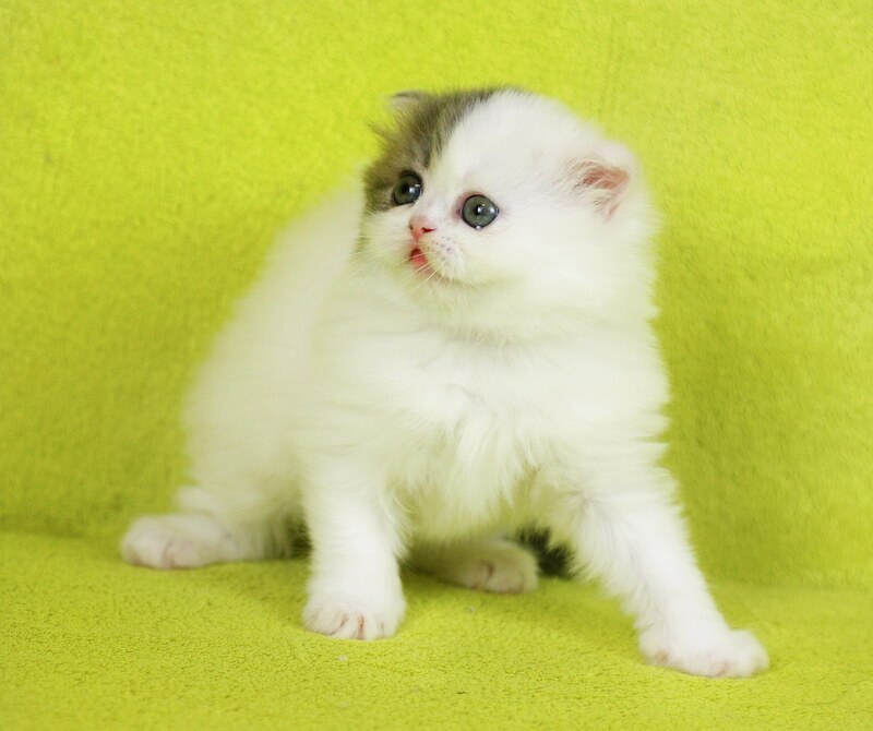 Fantasia Scottish Straight female, blue tabby van