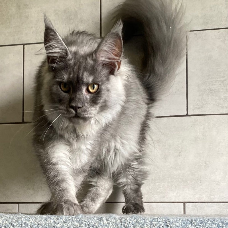 Quart Punch Maine Coon male, blue silver