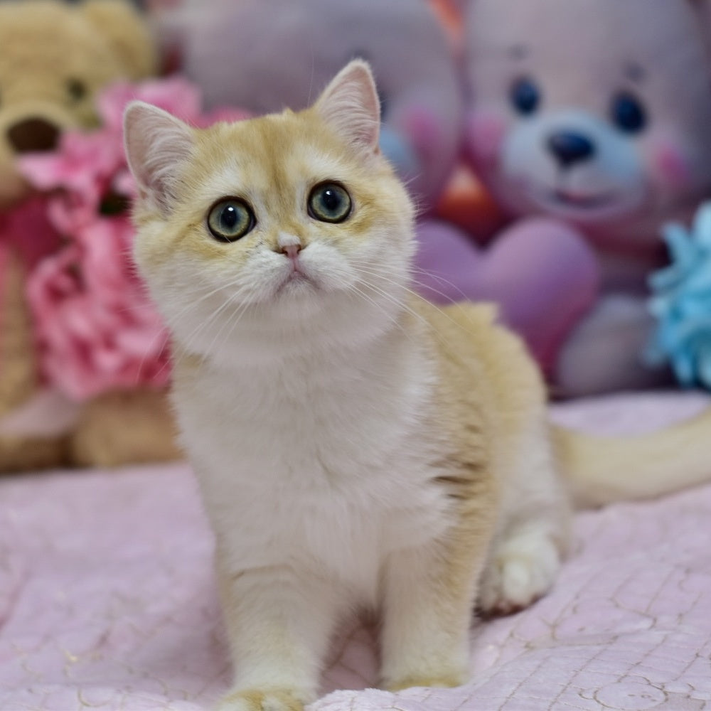 Chloe British Shorthair female, black golden chinchilla with white