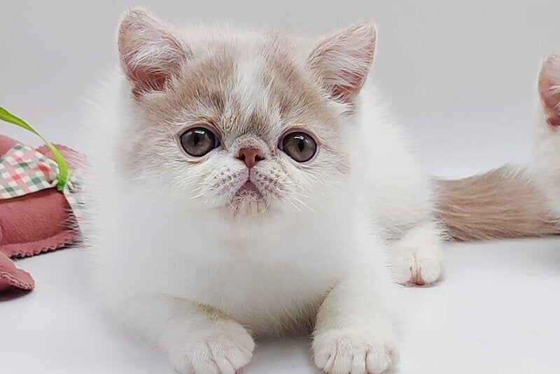 Toddy Exotic male cream harlequin - live animals