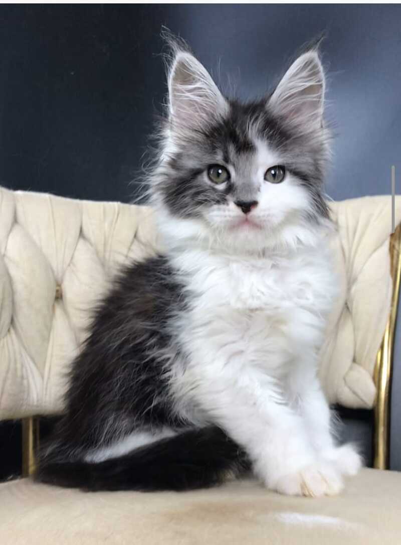 Winston Maine Coon male, black tabby bicolour