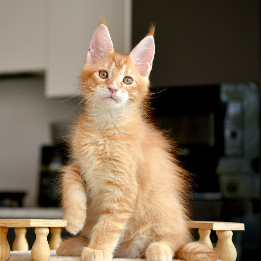 Ylariel Maine Coon male, red ticked tabby