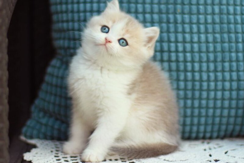 Aladin British Shorthair male, blue golden shaded bicolour