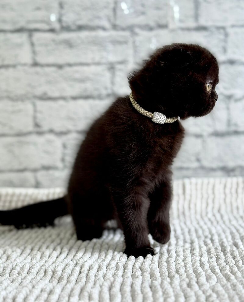 Felicia Scottish Fold female black live animals