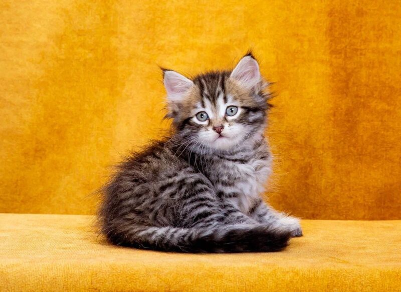 Darvin Siberian male, black spotted tabby
