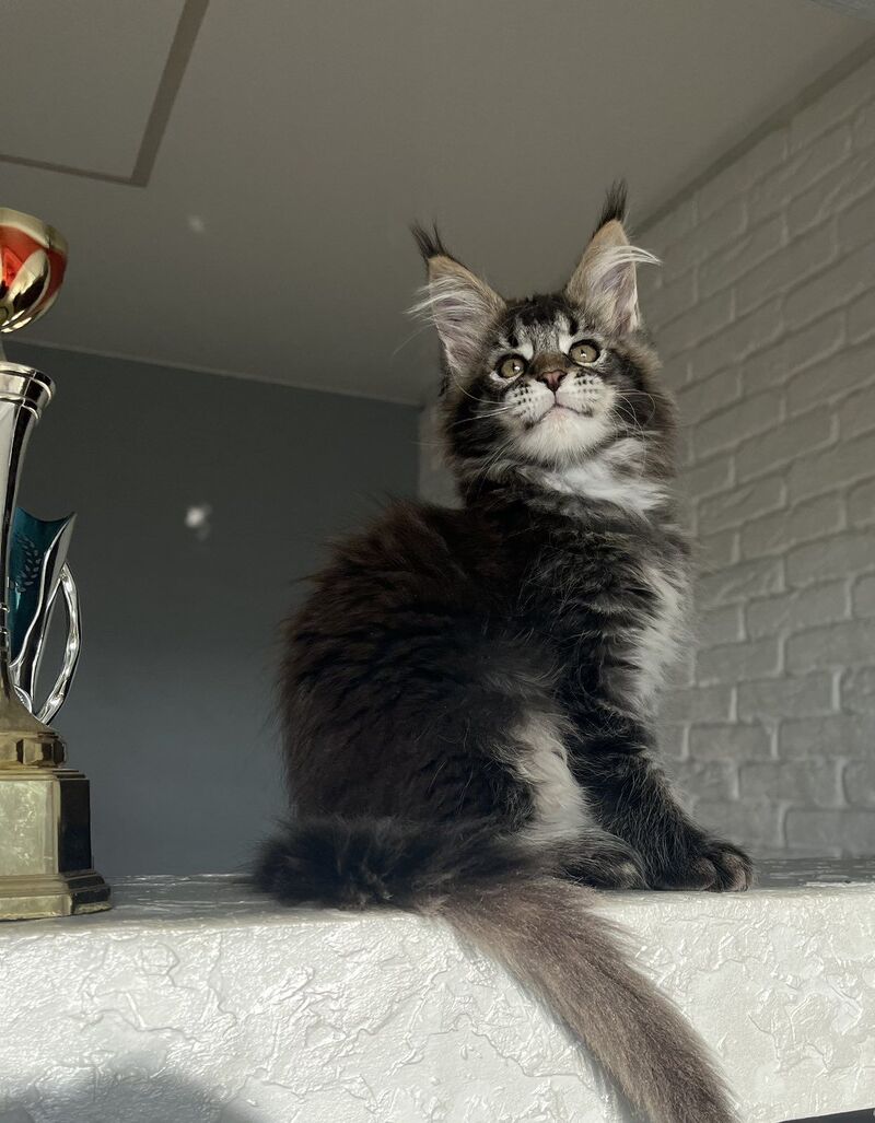 Xena Maine Coon polydactyl female, black ticked tabby