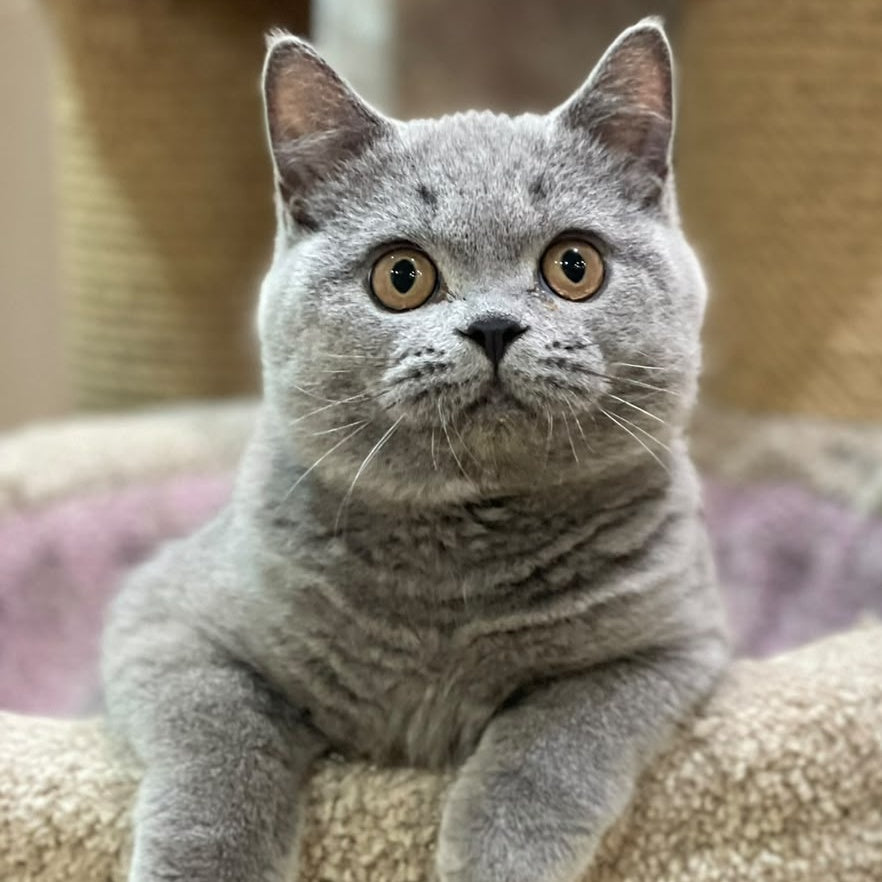 Bismark British Shorthair male, blue