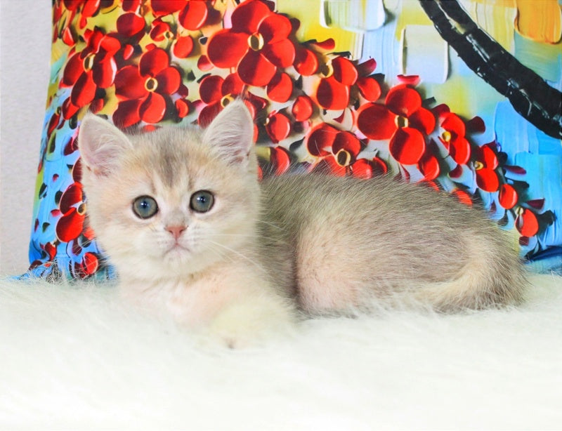 Princess British Shorthair female blue golden shaded - live animals