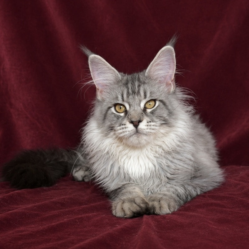 Hoarfrost Maine Coon male, black silver ticked tabby