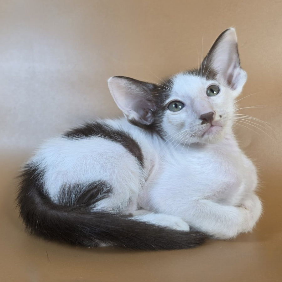 Cookie Oriental Shorthair male, chocolate van