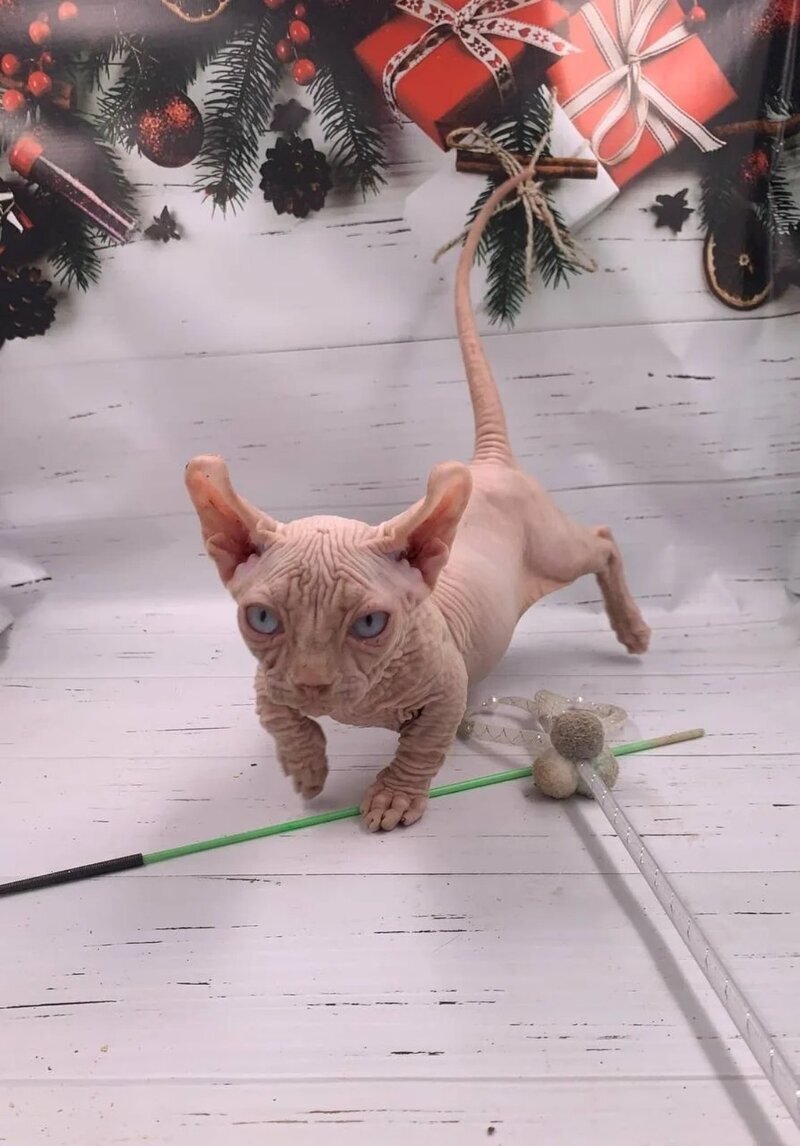 Lord Dwelf male white - live animals
