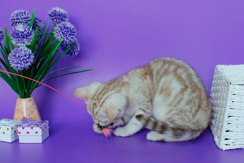 Kleo British Shorthair female, chocolate silver tabby