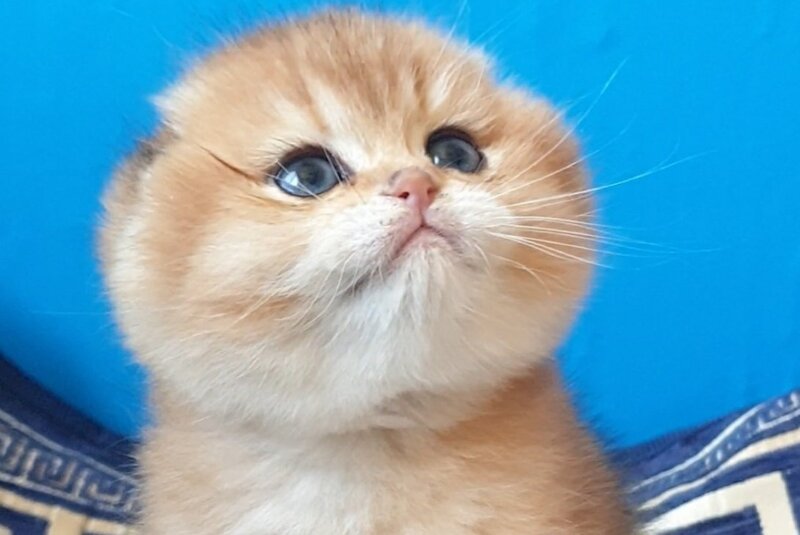 King Scottish Fold male, black golden shaded