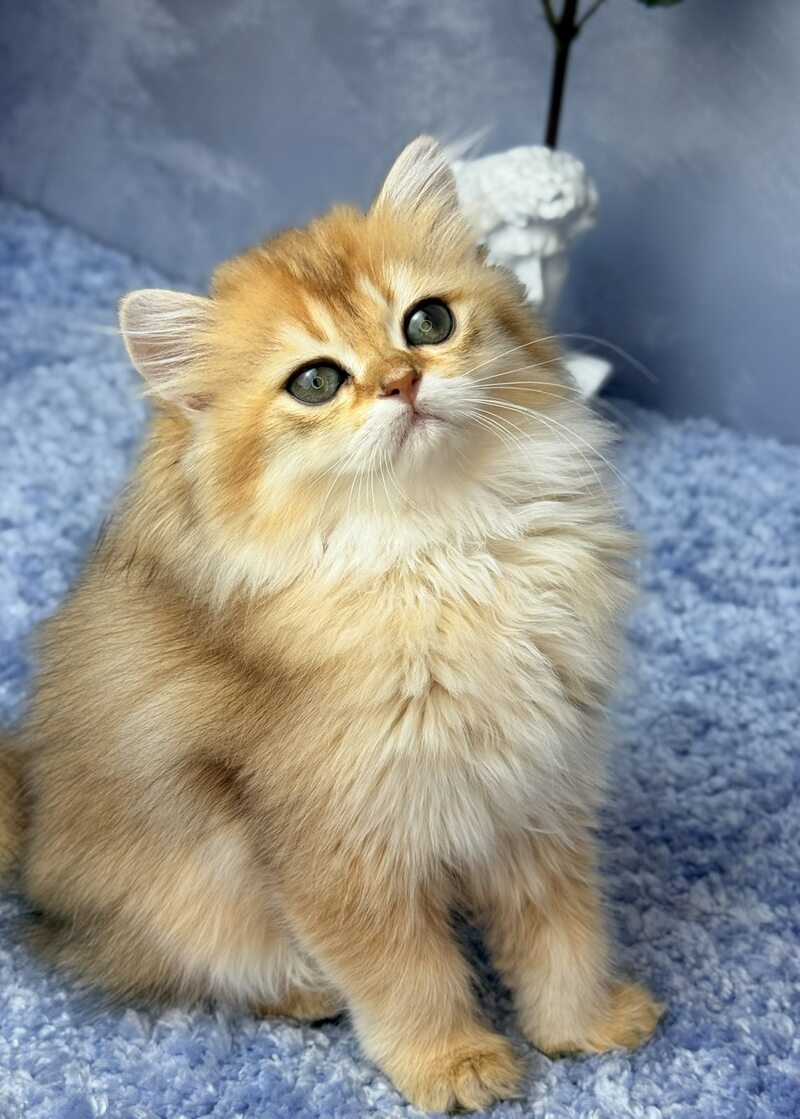 Dasha Scottish Straight female black golden shaded - live animals
