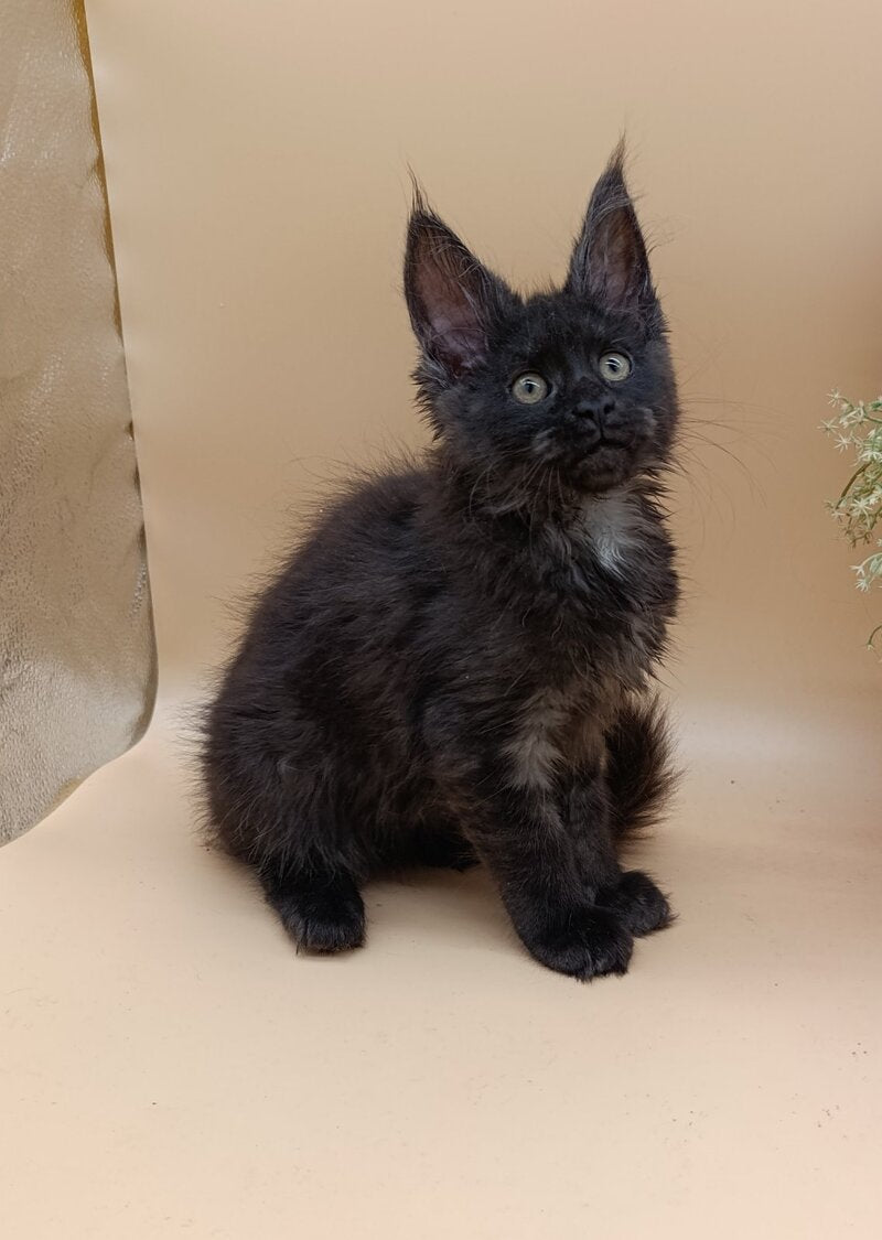 Isabelle Maine Coon female black silver - live animals