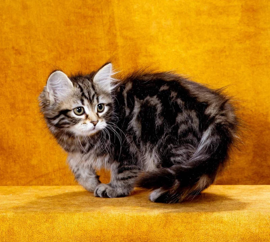 Kira Siberian female, black tabby