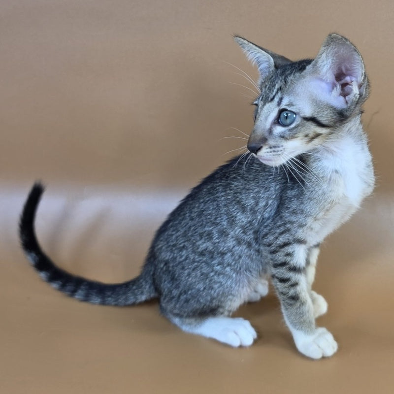 Yoshi Oriental Shorthair male, black spotted tabby mitted