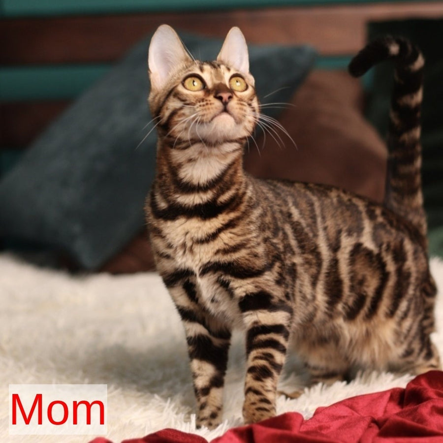 Wendy Bengal female, black spotted tabby