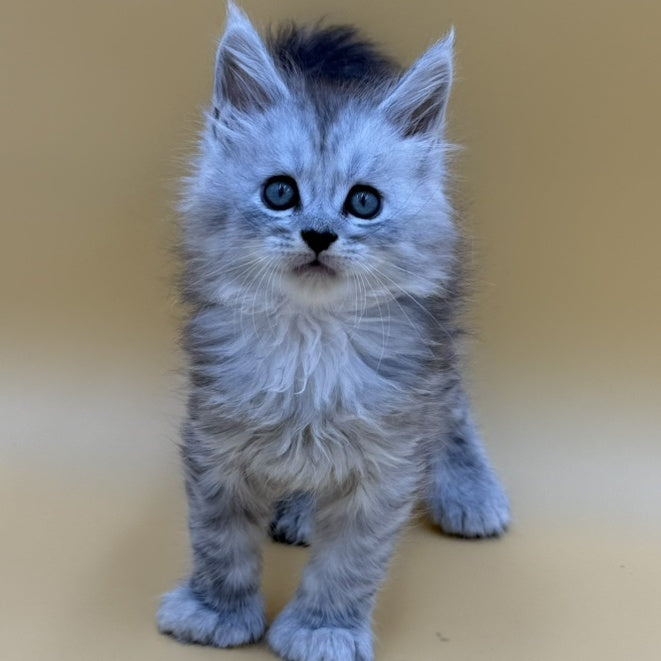 Hey jay Maine Coon polydactyl 6x6x6x6 male, black silver tabby