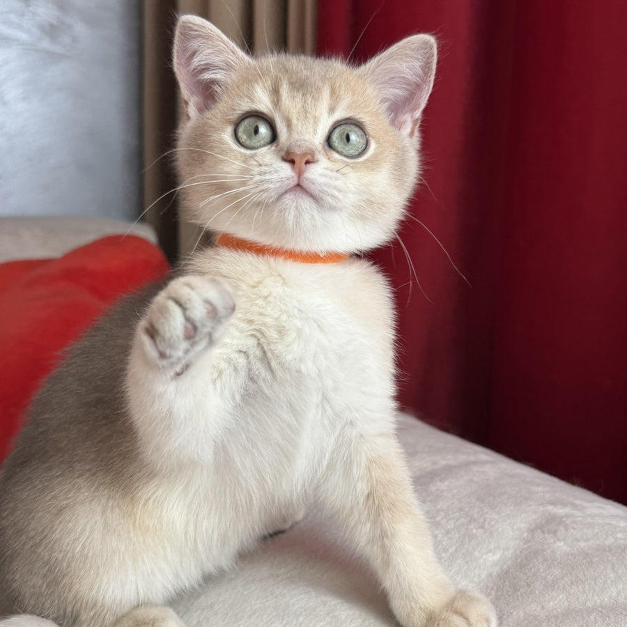 Elpako Scottish Straight male, blue golden shaded
