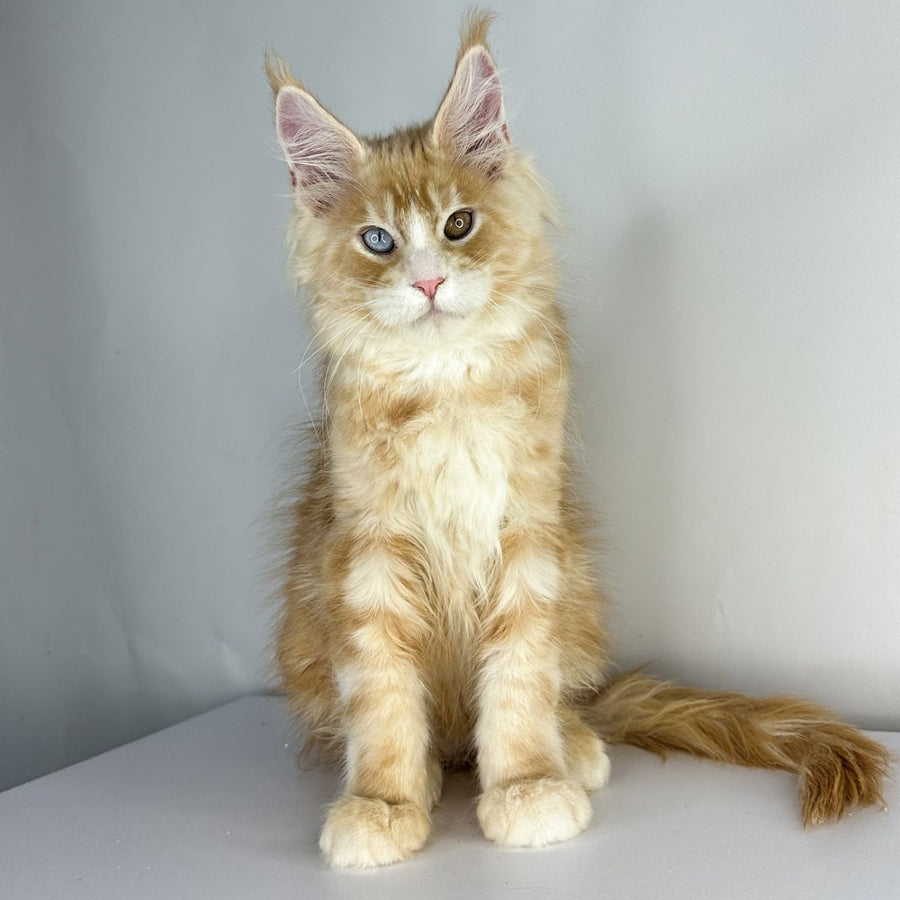 Carter Maine Coon male, red silver tabby with white