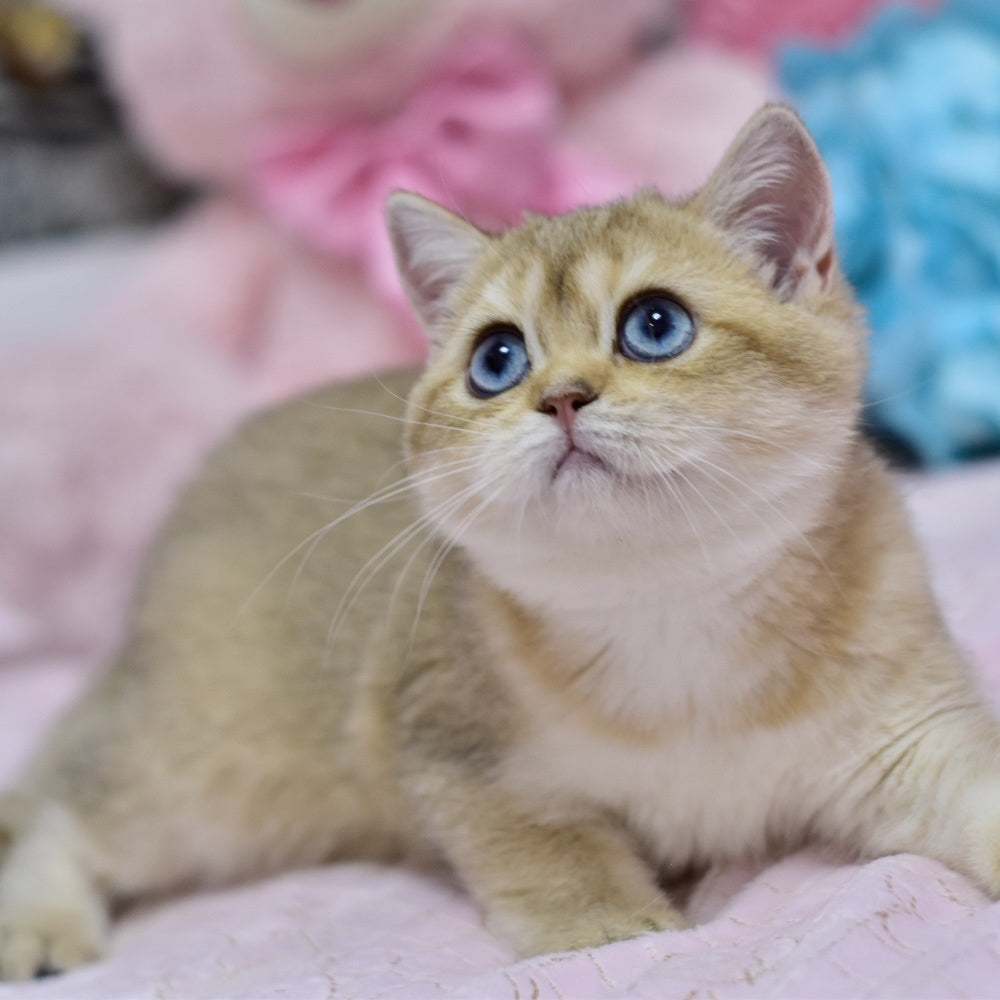 Infinity British Shorthair female, black golden shaded