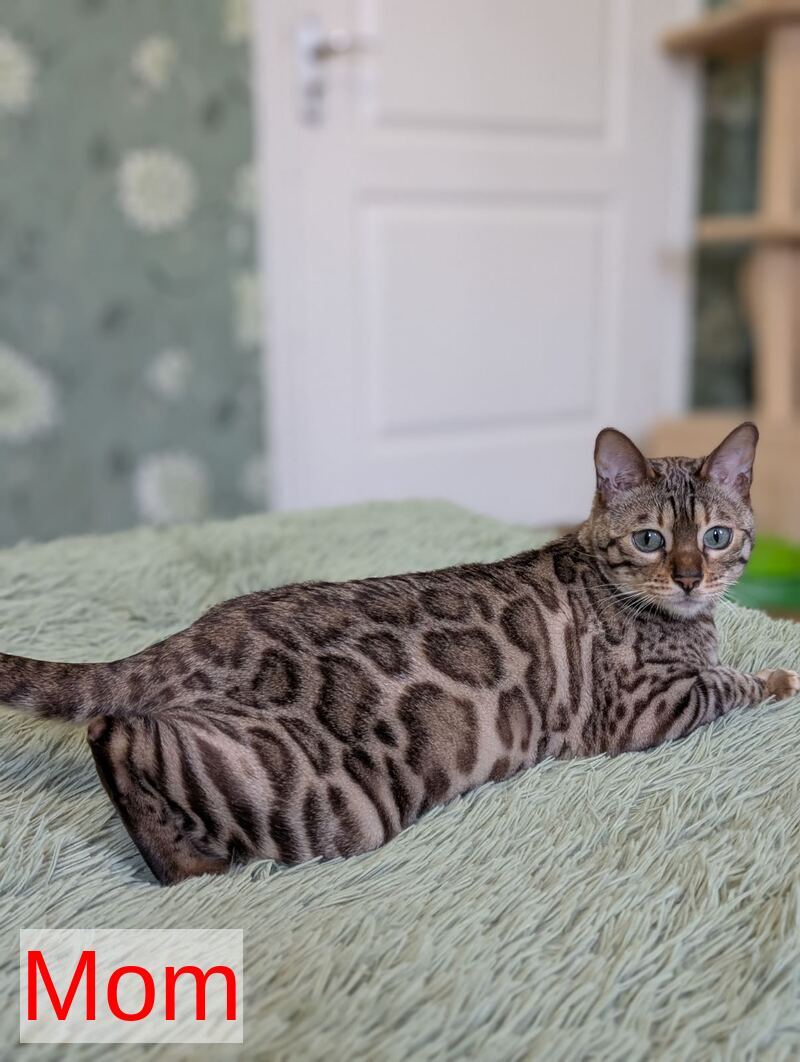 Yuki Bengal female black spotted tabby pointed - live animals