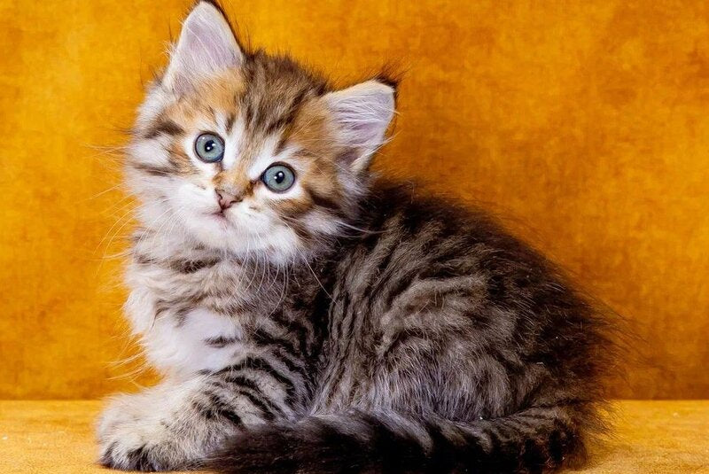 Garfield Siberian male, black spotted tabby