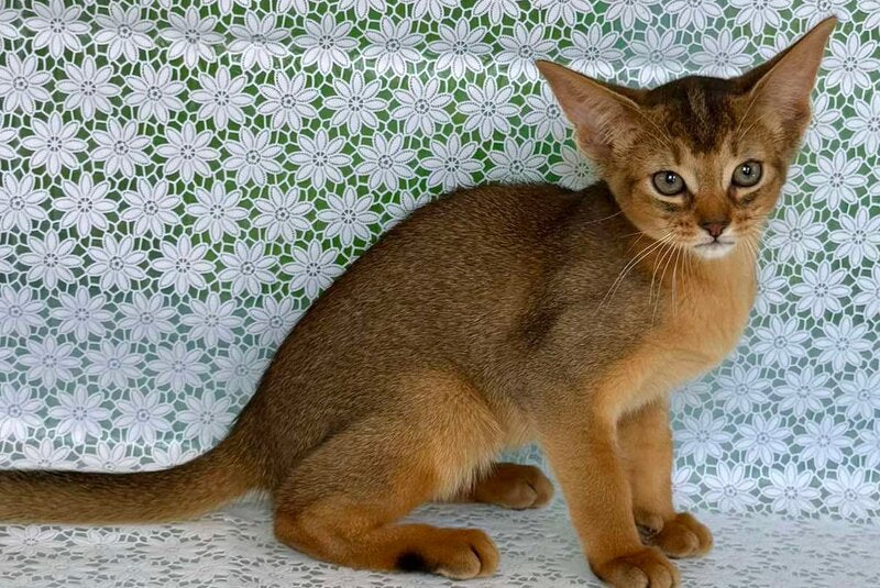 Elka Abyssinian female ruddy - live animals