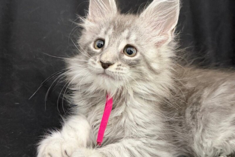 Zama Maine Coon female, blue silver tabby