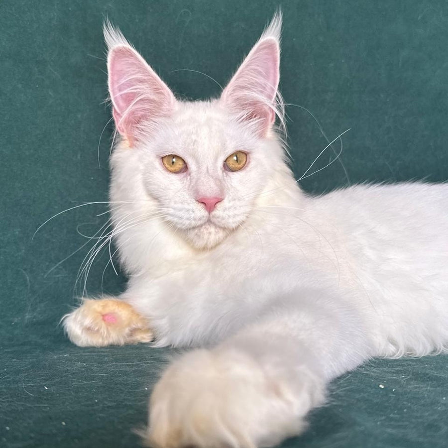 Dorothy Maine Coon female, red silver chinchilla