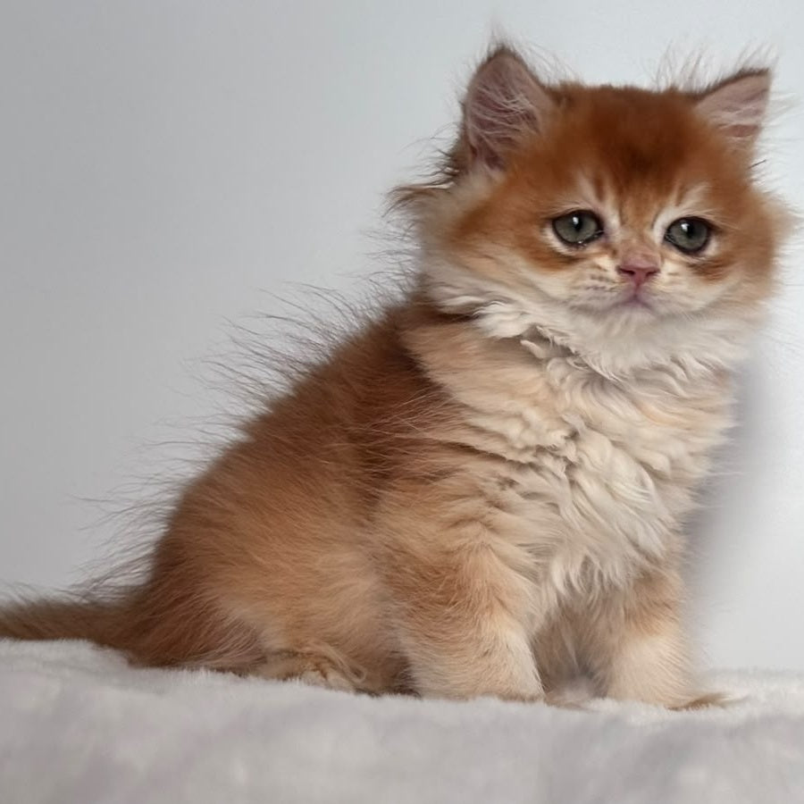 Zolton British Longhair male, chocolate golden chinchilla