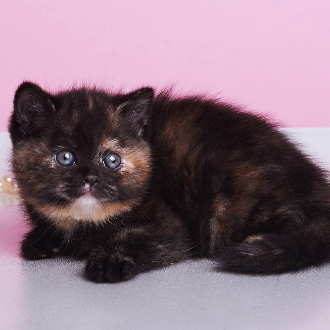 Africa British Shorthair female, black tortie