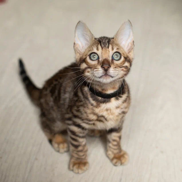 Willli Bengal male, black spotted tabby