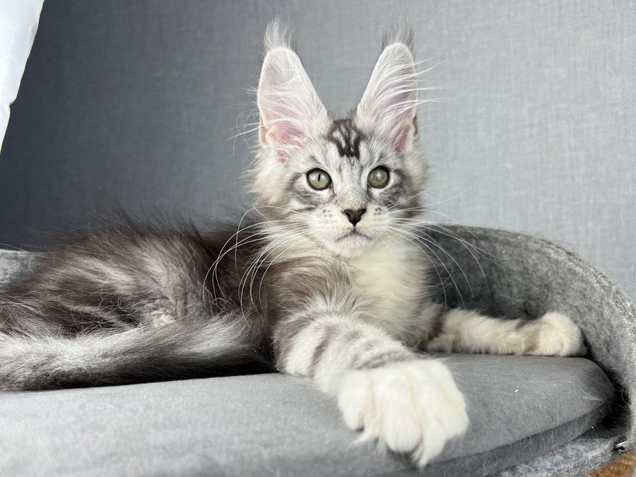 Lovejoy Maine Coon male black silver tabby with white live animals