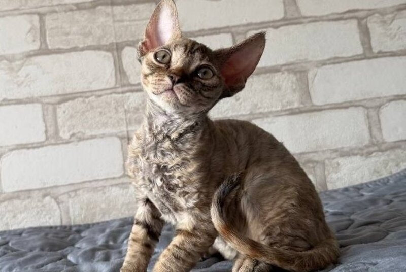 Mis Devon Rex female, chocolate tabby