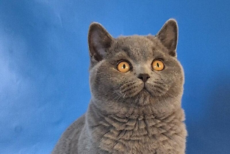 Igrik British Shorthair male, blue