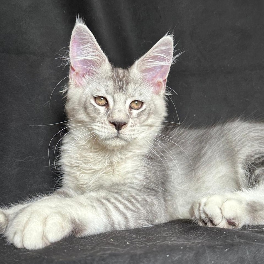 Jet Maine Coon polydactyl 6x6x6x6 male, black silver ticked tabby
