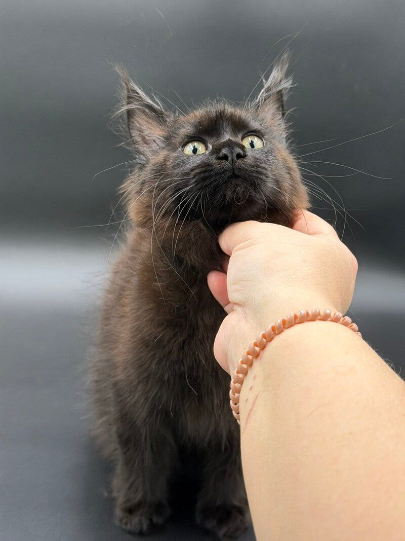 Freya Maine Coon female black - live animals