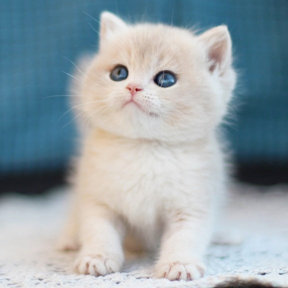 Freddie British Shorthair male, blue golden shaded