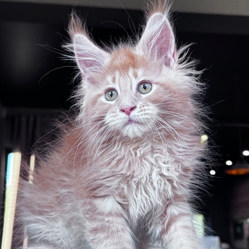 Winston Noir Maine Coon male, cream tabby